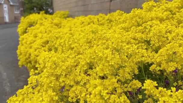 Желтые Цветы Изнасилований Городе Солнечный День — стоковое видео