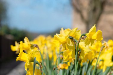 Güneşli bahar gününde sarı nergisler çiçek açar. Bahar arkaplanı için yüksek kaliteli resim,