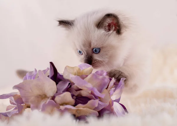 Pequeño Gatito Ragdoll Con Ojos Azules Cuello Púrpura Sentado Sobre — Foto de Stock