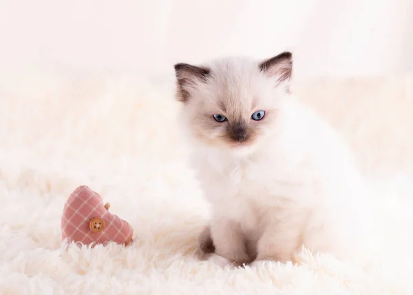 Mała Ragdoll Kotek Niebieskimi Oczami Siedzi Beżowym Tle Sercem Wysokiej — Zdjęcie stockowe