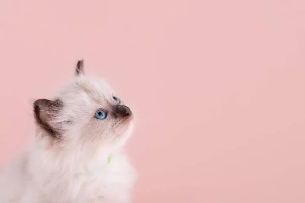 Pequeño Gatito Ragdoll Con Ojos Azules Cuello Azul Sentado Sobre —  Fotos de Stock