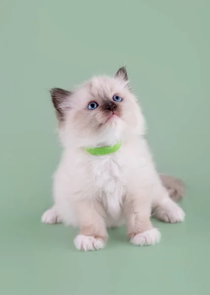 Mały Ragdoll Kotek Niebieskimi Oczami Zielonym Kołnierzyku Siedzi Zielonym Tle — Zdjęcie stockowe