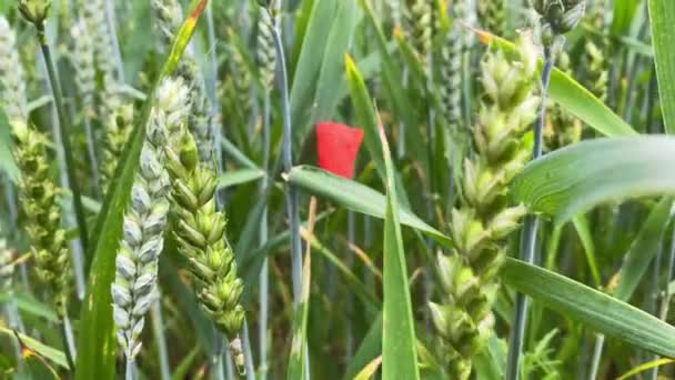 Bahar Günü Buğday Bitkileri Gelinciklerin Kapanışı Olgunlaşmamış Yeşil Buğday Bitkileri — Stok video