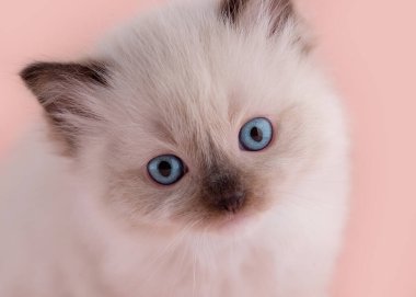 Pembe yakalı mavi gözlü, pembe arka planda oturan küçük bez bebek yavrusu. Kart ve takvim için yüksek kaliteli fotoğraf