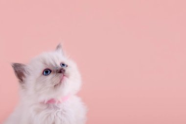 Pembe yakalı mavi gözlü, pembe arka planda oturan küçük bez bebek yavrusu. Kart ve takvim için yüksek kaliteli fotoğraf