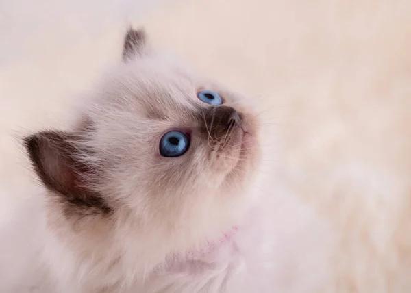 Primer Plano Gatito Ragdoll Con Ojos Azules Cuello Púrpura Sentado — Foto de Stock