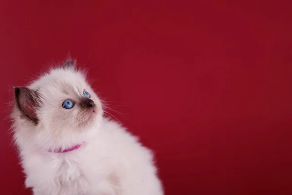 Mały Ragdoll Kotek Niebieskimi Oczami Fioletowym Kołnierzyku Siedzi Czerwonym Tle — Zdjęcie stockowe
