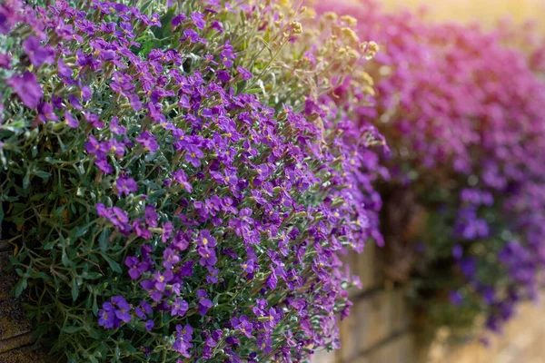 Udekoruj Wiosną Fioletowe Kwiaty Aubrieta Ogrodzeniu — Zdjęcie stockowe