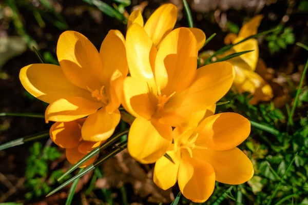 Bellissimi Crochi Erba Verde Nella Soleggiata Giornata Primaverile Foto Alta — Foto Stock