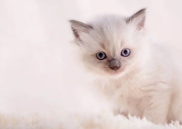 Pequeño Gatito Ragdoll Con Ojos Azules Cuello Rosa Sentado Sobre —  Fotos de Stock