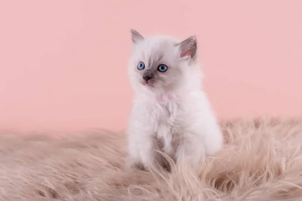 Little Ragdoll Kitten Blue Eyes Pink Collar Sitting Pink Background — Stock Photo, Image