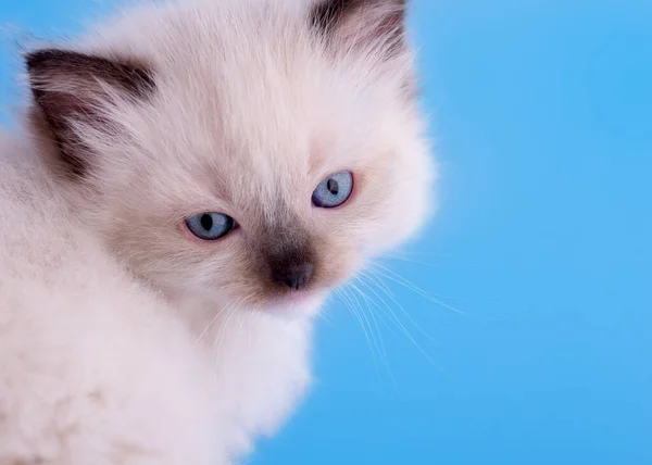 Mała Ragdoll Kotek Niebieskimi Oczami Niebieskim Kołnierzyku Siedzi Niebieskim Tle — Zdjęcie stockowe