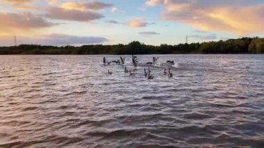 Gün batımında gölde uçan ördekler