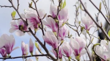 Ilık bahar güneşli bir günde dalda beyaz ve pembe manolya çiçekleri