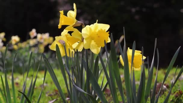 Удивительные Желтые Цветы Нарциссов Солнечный Весенний День — стоковое видео