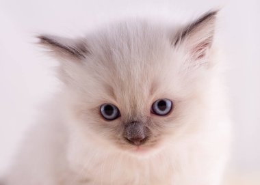 Bej bir arka planda oturan mavi gözlü küçük oyuncak kedi yavrusu. Kart ve takvim için yüksek kaliteli fotoğraf