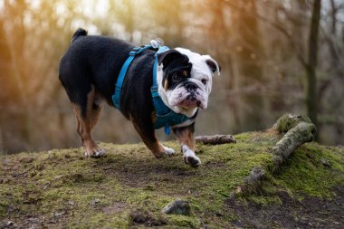 Siyah üç renkli İngiliz Buldog 'u, güneşli bahar gününde ormanda mavi koşumlu.