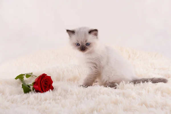 Mały Ragdoll Kotek Niebieskimi Oczami Fioletowym Kołnierzyku Siedzi Beżowym Tle — Zdjęcie stockowe