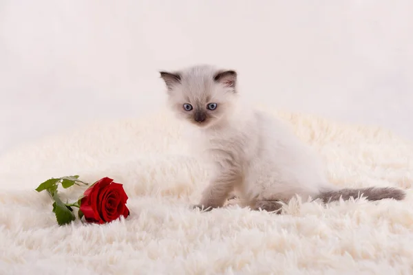 Pequeño Gatito Ragdoll Con Ojos Azules Cuello Púrpura Sentado Sobre — Foto de Stock