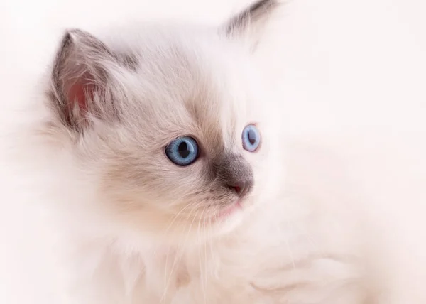 Close Little Ragdoll Kitten Blue Eyes Sitting Beige Background High — Stock Photo, Image