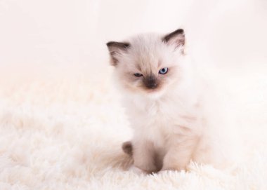 Bej bir arka planda oturan mavi gözlü küçük bez bebek yavrusu. Kart ve takvim için yüksek kaliteli fotoğraf