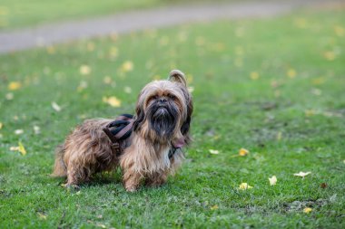 Komik Shih-tzu sonbahar tezahürat gününde yürüyüşe çıktı.