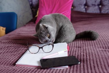 Mavi İngiliz Shorthair kedisi bir yatakta oturuyor ve not defteri ve telefonla bardakları çiğniyor.