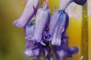 Güneşli bahar gününde yeşil çayır üzerinde BlueBell Çiçekleri 'nin inanılmaz arka planı. Mor çiçekli güzel doğa sahnesi. Bahar çiçekleri. İlkbahar