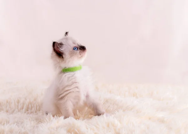 Mały Ragdoll Kotek Niebieskimi Oczami Zielonym Kołnierzyku Siedzi Beżowym Tle — Zdjęcie stockowe