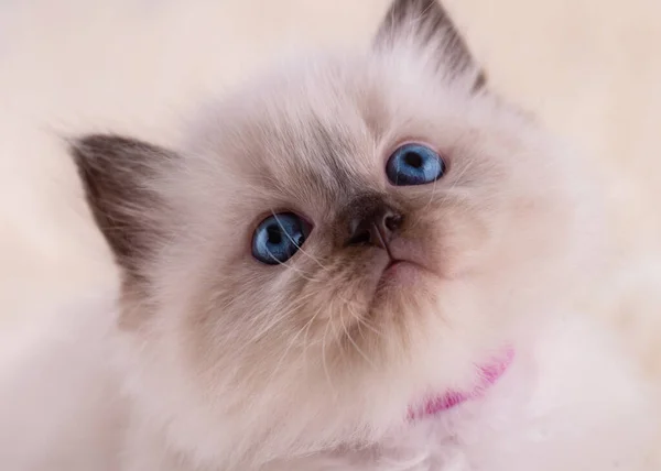 Close Little Ragdoll Kitten Blue Eyes Purple Collar Sitting Beige — Stock Photo, Image