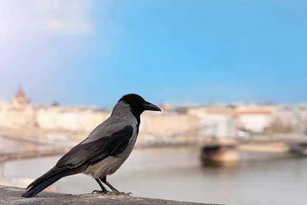 Een Kraai Zittend Een Hek Kijkend Naar Boedapest Stad Zonnige — Stockfoto