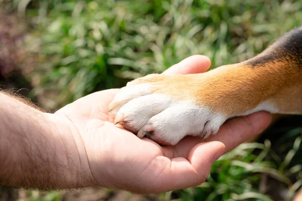 Köpeğin pençesi sahibinin elinde. Gerçek dostluk sonsuzdur. Köpek insanın en iyi dostudur.