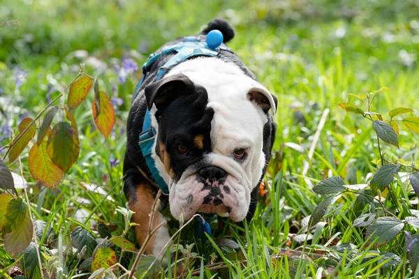 Mavi koşumlu İngiliz buldog 'u güneşli bir günde kuru çimlerin üzerinde oturuyor.