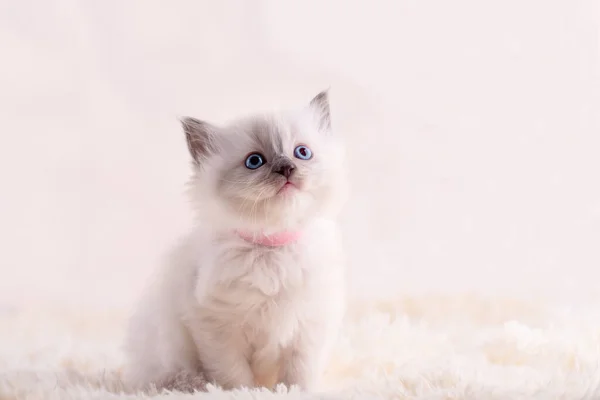 Little Ragdoll Kitten Blue Eyes Pink Collar Sitting Beige Background — Stock Photo, Image