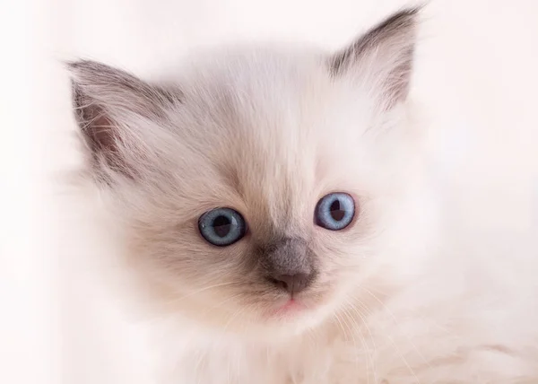 Close Little Ragdoll Kitten Blue Eyes Sitting Beige Background High — Stock Photo, Image