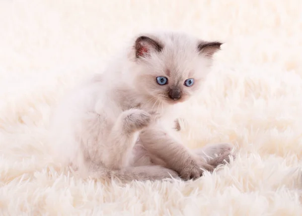 Mała Ragdoll Kotek Niebieskimi Oczami Siedzi Beżowym Tle Wysokiej Jakości — Zdjęcie stockowe
