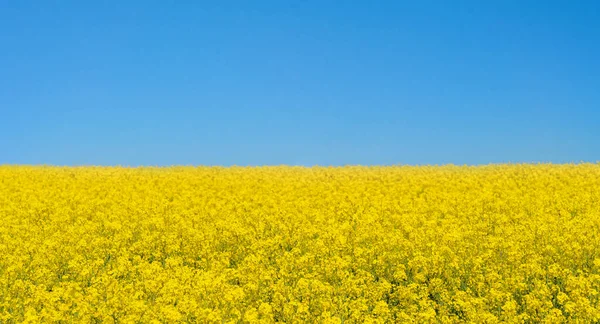 南约克郡的菜田和多云的蓝天 令人惊奇的英国风景 乌克兰国旗 — 图库照片