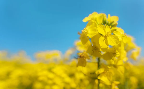 Rapeseed Field Cloudy Blue Sky South Yorkshire Amazing English Landscape — Stock Photo, Image