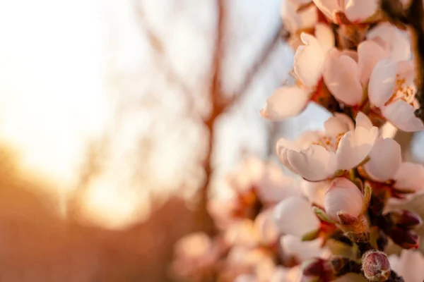 Квіти Мигдалевого Дерева Проти Заходу Сонця Прекрасна Сцена Природи Квітучим — стокове фото
