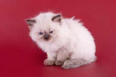 Kırmızı arka planda oturan mavi gözlü küçük bez bebek yavrusu. Kart için yüksek kaliteli fotoğraf ve metin için takvim alanı