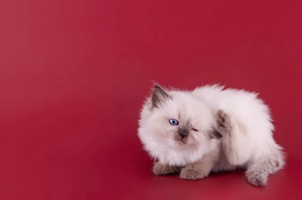 Little Ragdoll Kitten Blue Eyes Sitting Red Background High Quality —  Fotos de Stock