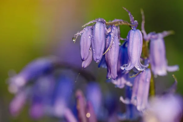 Fundo Surpreendente Bluebells Flores Prado Verde Dia Ensolarado Primavera Bela — Fotografia de Stock