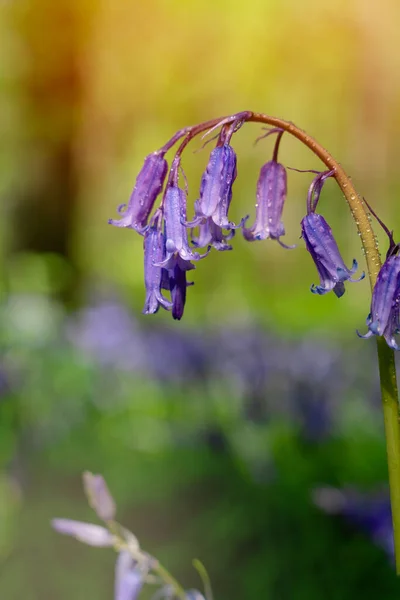 Fundo Surpreendente Bluebells Flores Prado Verde Dia Ensolarado Primavera Bela — Fotografia de Stock