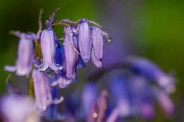 Güneşli bahar gününde yeşil çayır üzerinde BlueBell Çiçekleri 'nin inanılmaz arka planı. Mor çiçekli güzel doğa sahnesi. Bahar çiçekleri. İlkbahar