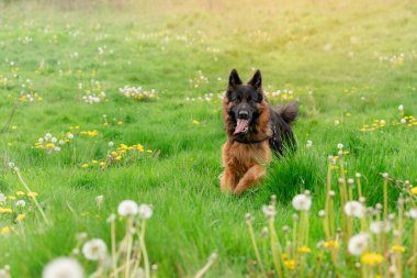 Koşumlu Alman çoban köpeği güneşli bir bahar gününde parkta koşuyor.