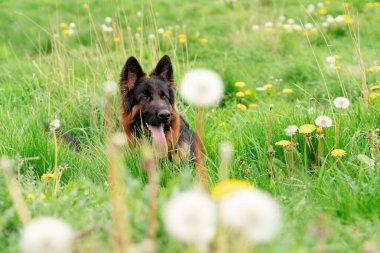 Koşumlu Alman çoban köpeği güneşli bir bahar gününde çimlerin üzerinde uzanıyor.