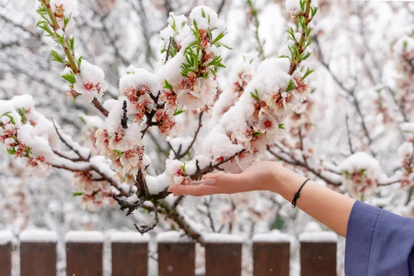 Badem dalına dokunan bir el kar yağışlı bahar gününde. Çiçek açan ağaç ve güneş ışığıyla güzel bir doğa sahnesi. Bahar çiçekleri. İlkbahar
