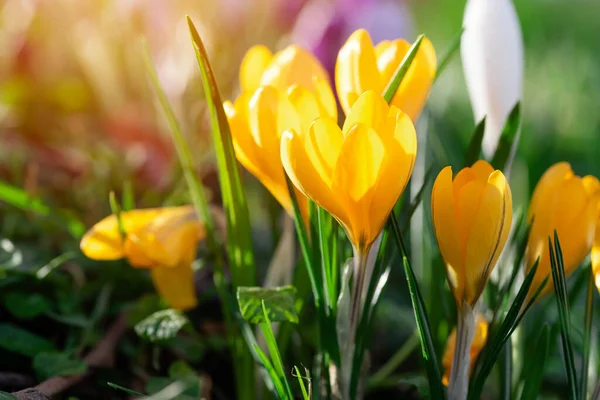 Beautiful Yellow Crocuses Green Grass Sunny Spring Day High Quality — Foto Stock