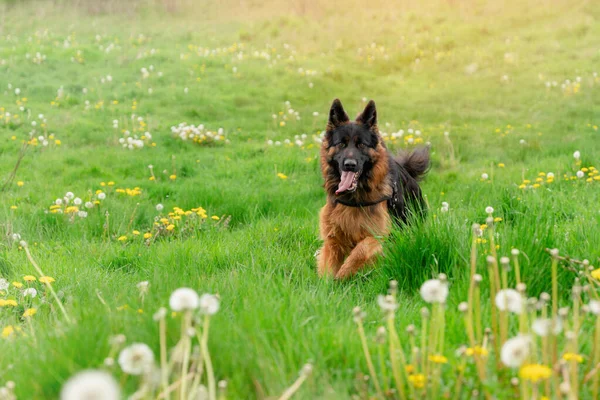 Koşumlu Alman çoban köpeği güneşli bir bahar gününde parkta koşuyor.