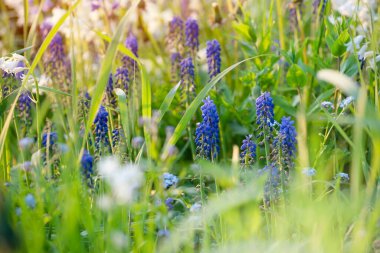 Yazın renkli çiçekleri ve sıcak güneşli bir günde çayır üzerindeki yeşil otları.